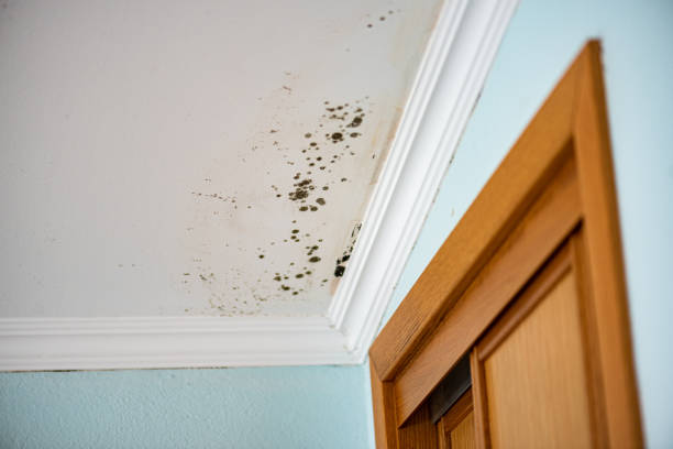 Best Black Mold Removal  in Chuluota, FL