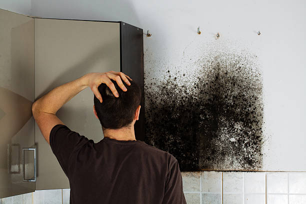 Office Mold Removal Services in Chuluota, FL