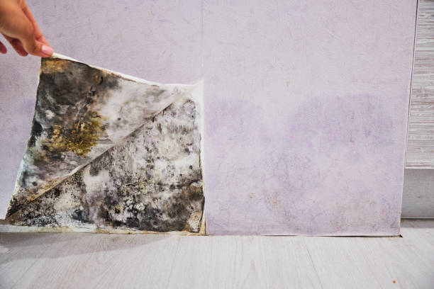 Best Commercial Mold Removal  in Chuluota, FL